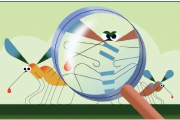 Emissione ordinanza per la prevenzione ed il controllo delle malattie trasmesse da insetti vettori e in particolare da zanzara tigre (Aedes albopictus) e zanzara comune (Culex pipiens)